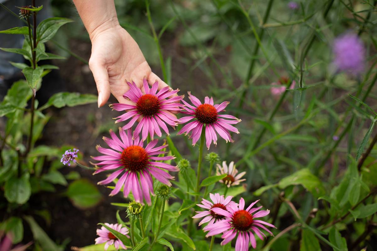 De Wildplukkende Bourgondiër: Mooie bloemen met hand